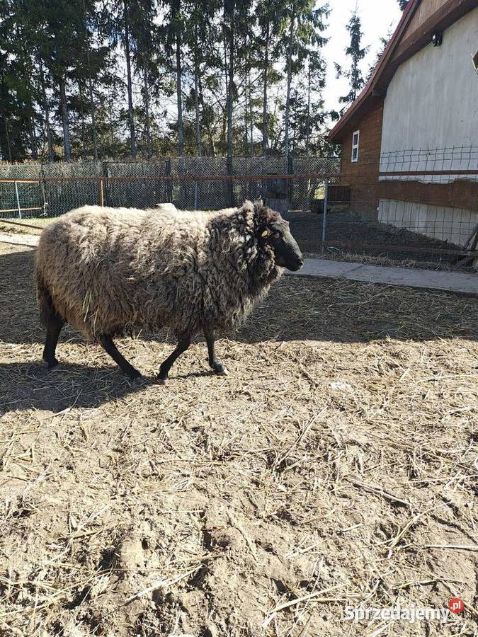 Baran wrzosówka zachodniopomorskie Witkowo Drugie
