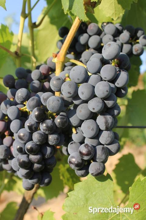 Szczepione winogrono na wino i soki Regent Łazy Brzyńskie