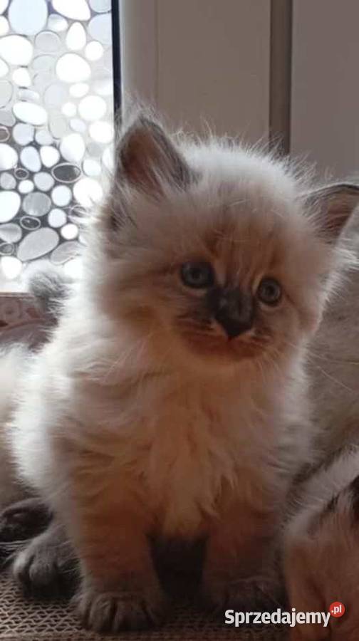 Neva masquerade kocięta Będzin