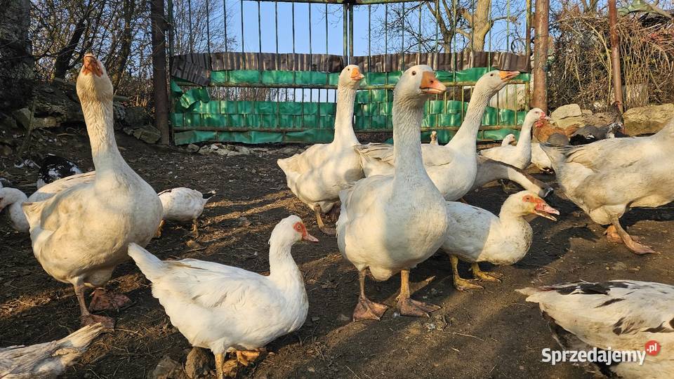 Gęsi białe Swojskie Boguchwałowice