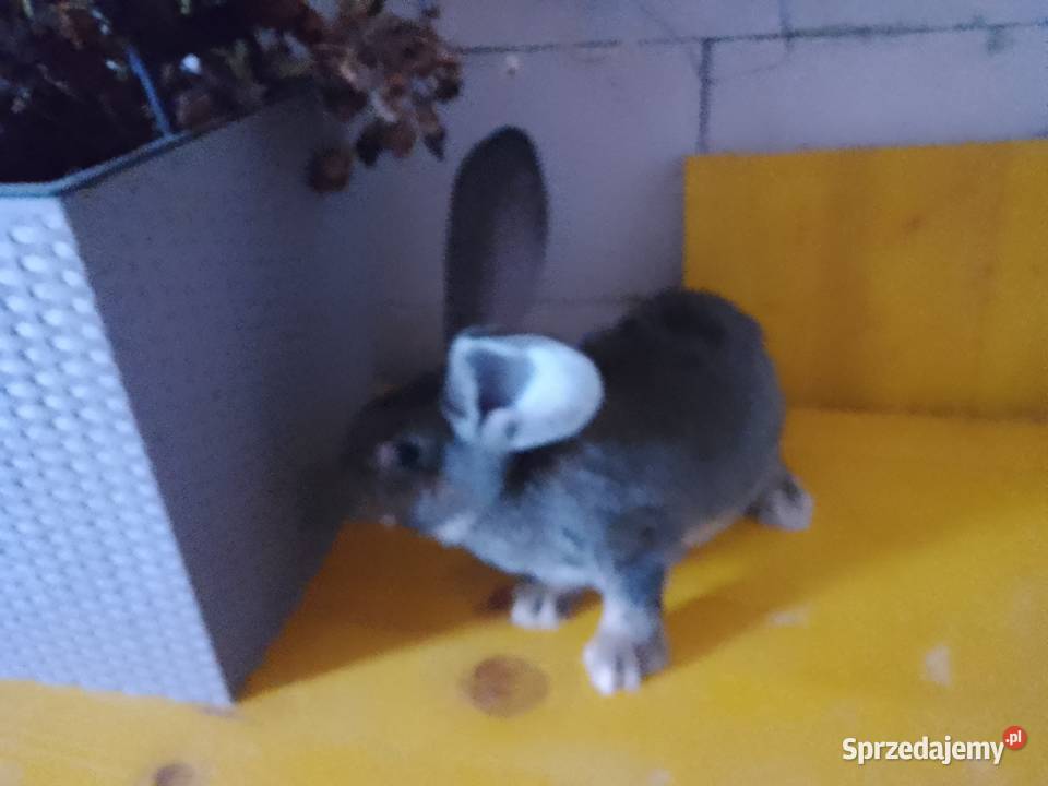 Sprzedam króliki olbrzym belgijski Szymbark