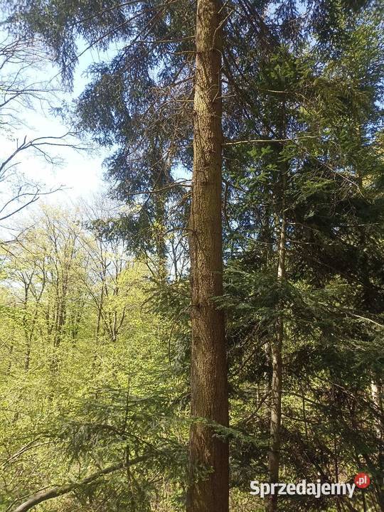 Las Karwodrza połowa małopolskie