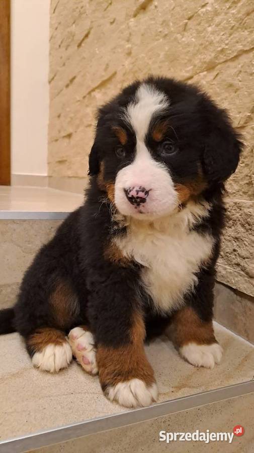 Berneński Pies Pasterski z rodowodem Wieluń