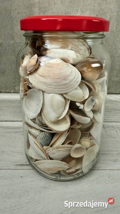 Muszle muszelki ozdobne naturalne Polska łódzkie Łódź