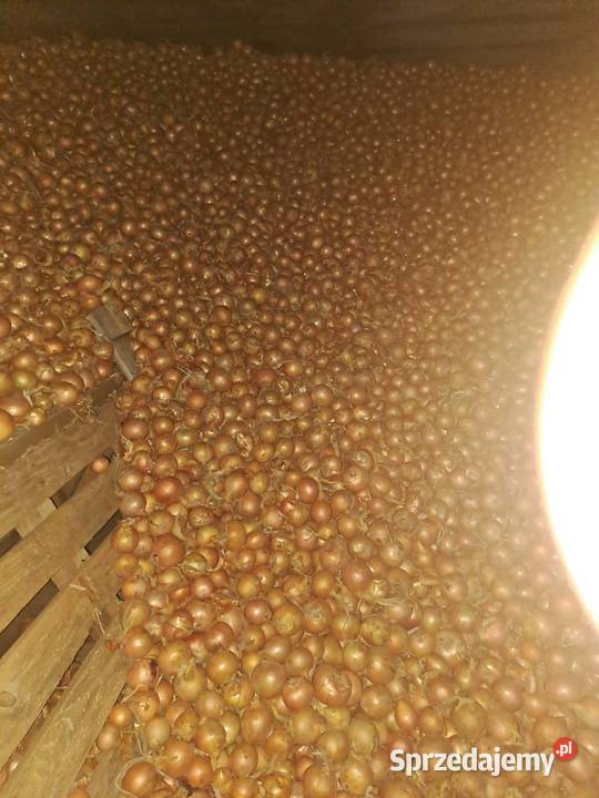 Cebula Złotniki Kujawskie