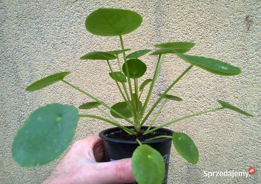 Kwiat doniczkowy pieniążek pilea na prezent i Rośliny