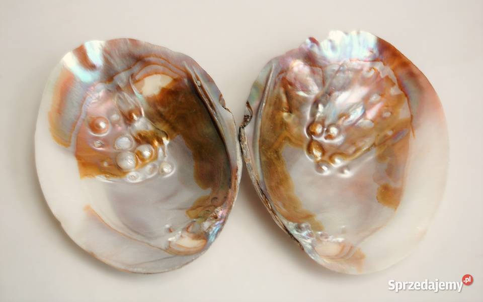 Muszla perłorodna z perłami nienarodzonymi 2 Lublin