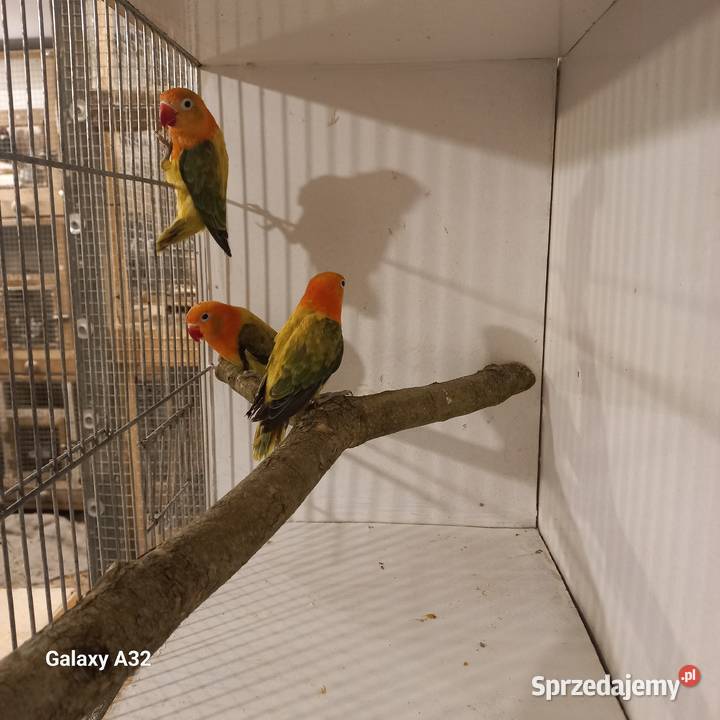 Nierozłączki fischera opale 2025r Ptaki