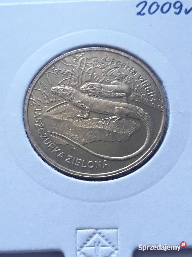 2 Jaszczurka Zielona2009 rUNC Konin