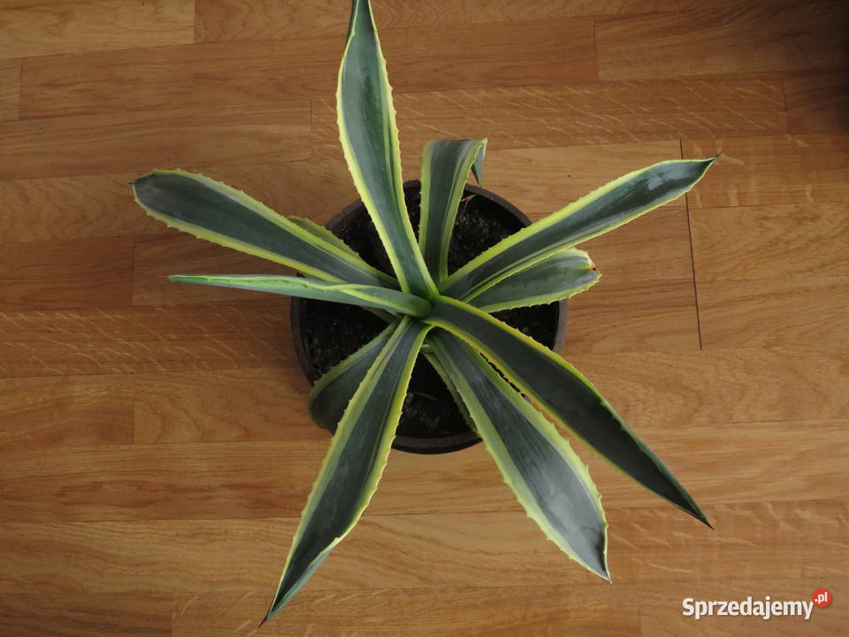 Agawa sukulent 45 małopolskie Wieliczka