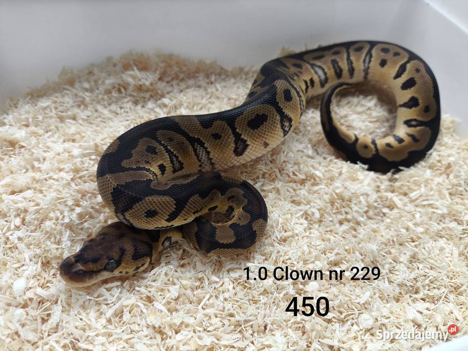 Pyton królewski samiec 229 Boruja Kościelna