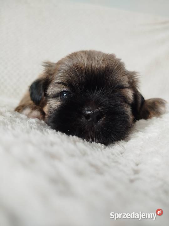 Pies sunia Shih Tzu Złotków sprzedam