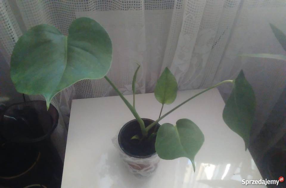 Kwiaty doniczkowe Monstera wonna Warszawa