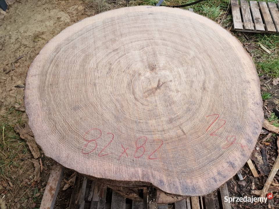 Plastry dębowe pakiet 56 sztuk Produkcja Zieleniec