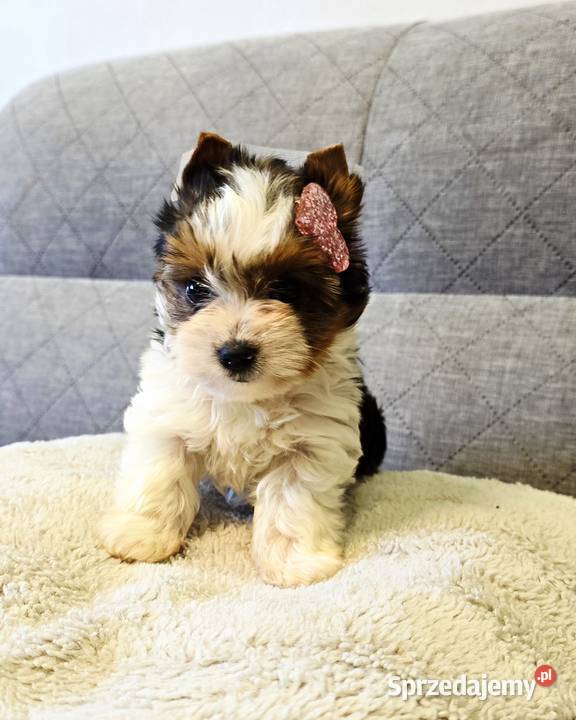 Prześliczna suczka Biewer Yorkshire Terrier śląskie