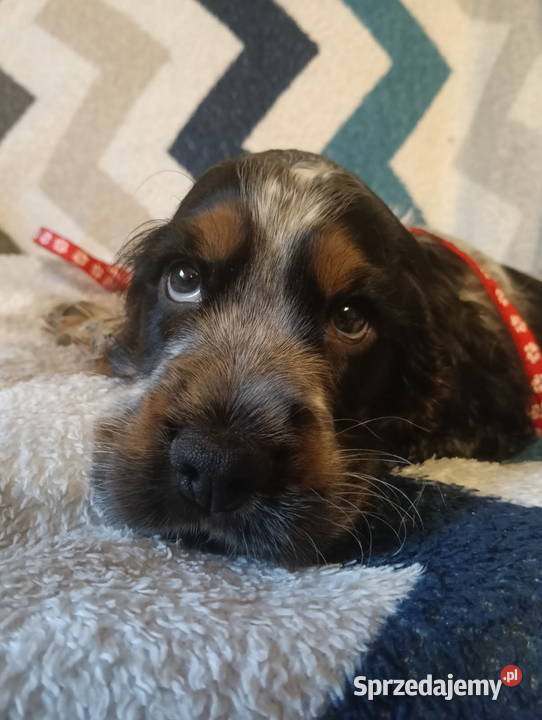 Szczenięta cocker spaniel angielski blue roan Cocker Spaniel Bielsko-Biała