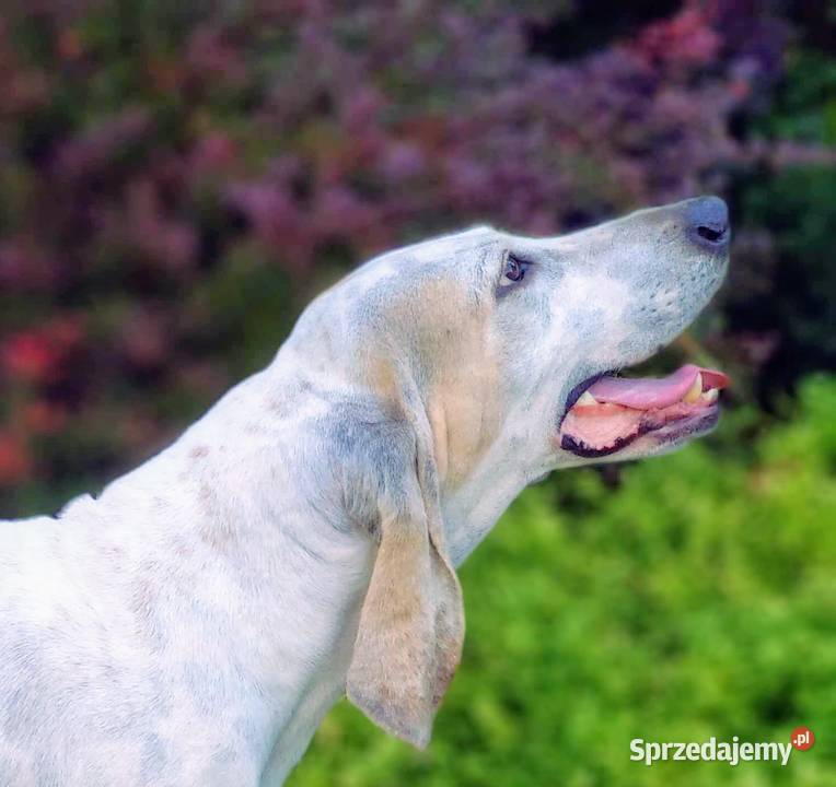 Porcelaine rodowód ZKwP FCI Warszawa