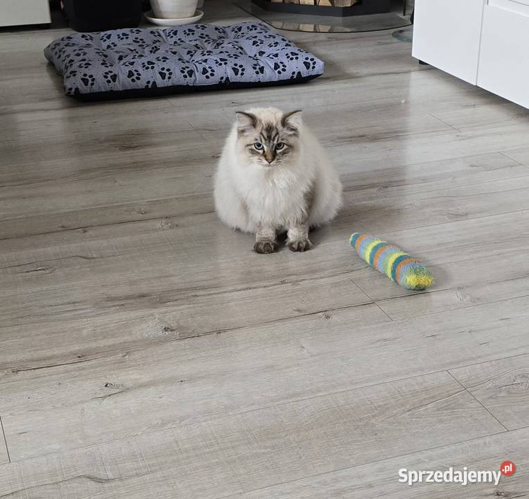 Piękny kocurek Ragdoll Czarna Woda