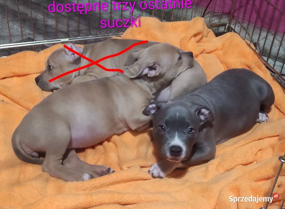 Amstaff American staffordshire terrier Strzelniki