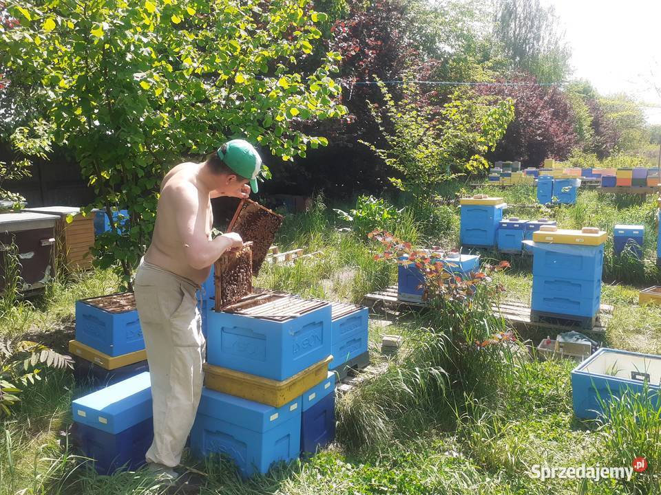 Rodziny pszczele pszczoły 10 ramek Wielkopolskie mazowieckie Wólka Radzymińska