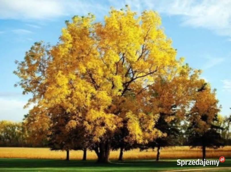 ORZECH CZARNY Juglans nigra NASIONA 10 sztuk Lubanie