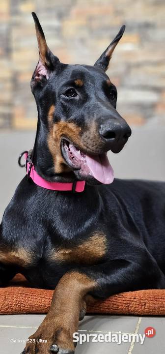 Szczeniak dobermana łódzkie Skierniewice