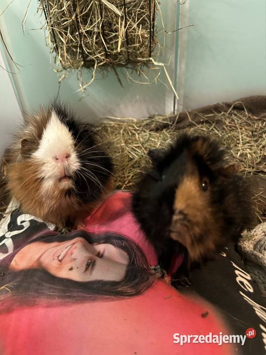 Petsitter opiekna Twojego pupila Warszawa