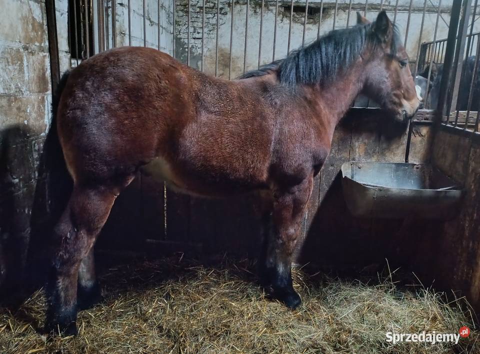 Ogierek zimnokrwisty w typie Sztumskim łódzkie Aleksandrów