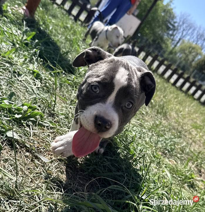 Trzy suczki Amstaff Blue wielkopolskie