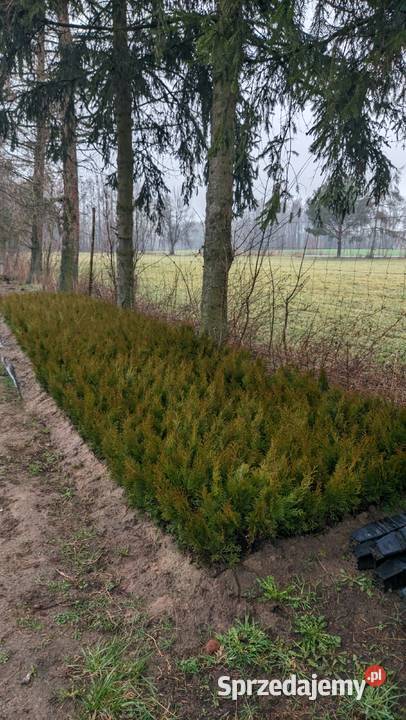 Sadzonki owocowe liściaste iglaste krzewy Dobrzyń nad Wisłą sprzedam