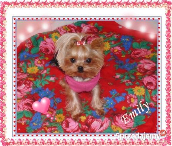YorkYorkshire TerrierElitarne MICRO Cudeńka mazowieckie