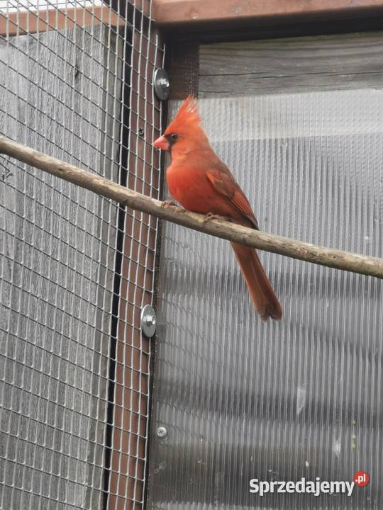 Kardynał czerwony samce Rypin