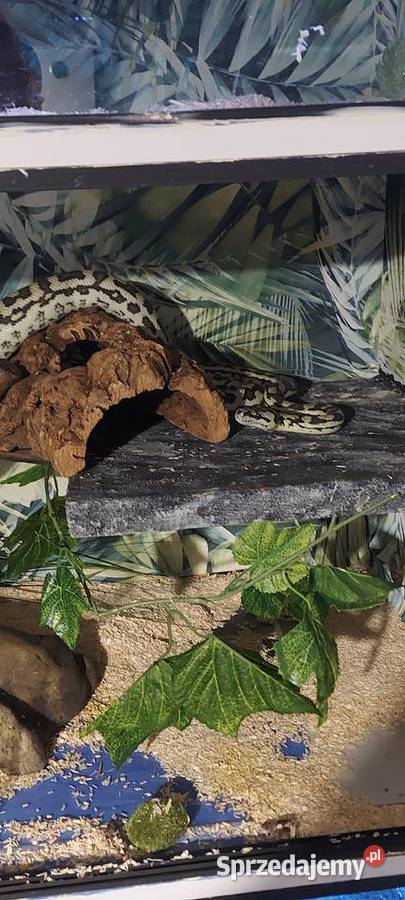 Morelia spilota