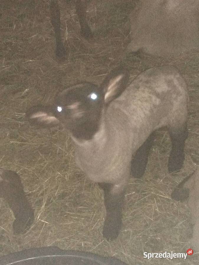 Owieczki jarki Sękowa sprzedam