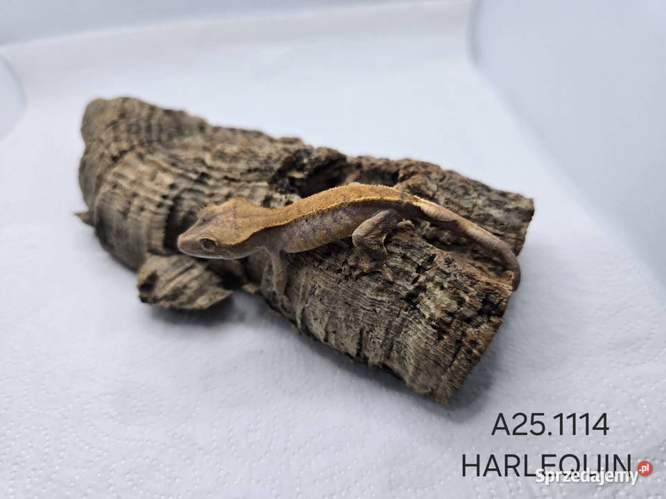 Gekony orzęsione Zwierzęta