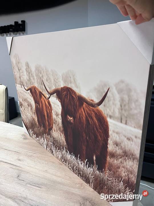 Obraz Szkockie krowy Highland Cattle duży format Łochowo