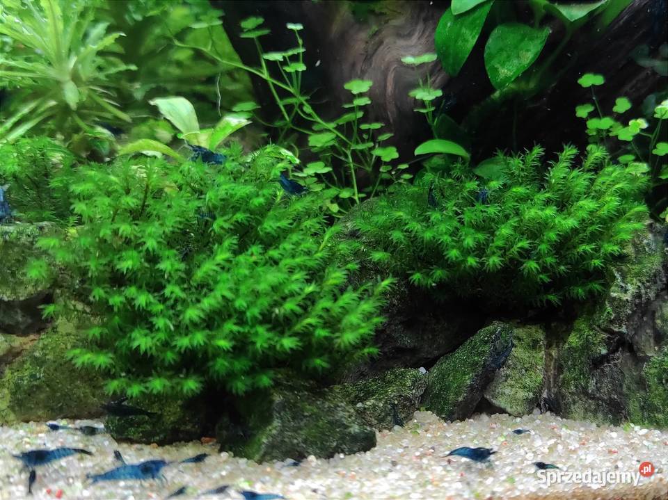 Distichophyllum maibarae roślina akwariowa Szamotuły