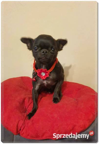 Maleńki Chihuahua Franio Częstochowa
