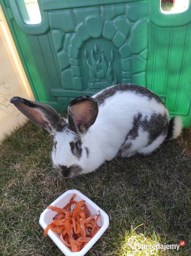 Króliki hodowlane samice Rzgów sprzedam