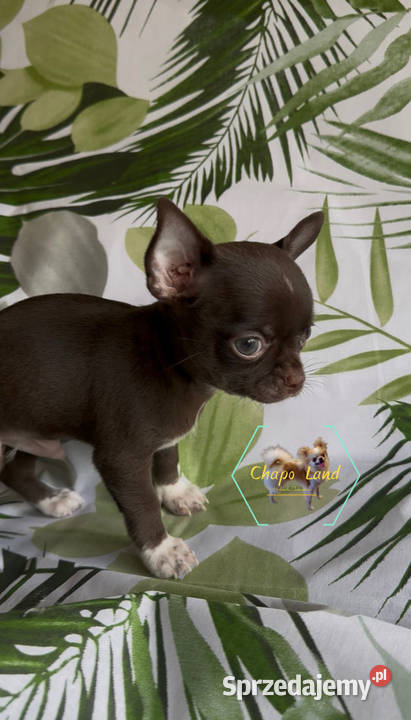 Chihuahua z rodowodem lilac czekoladowe Skarżysko-Kamienna