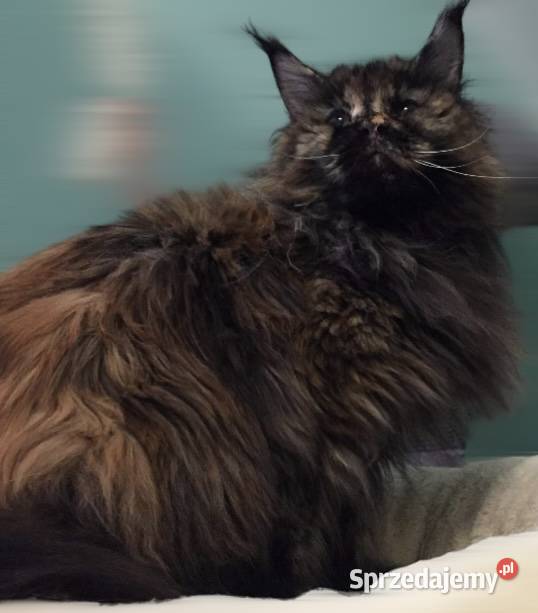 Maine Coon wielka i piękna Rumba dolnośląskie Wińsko