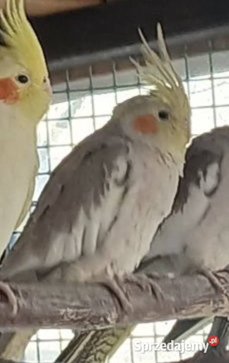 Sprzedam samice bażanta złotego Grzybnica