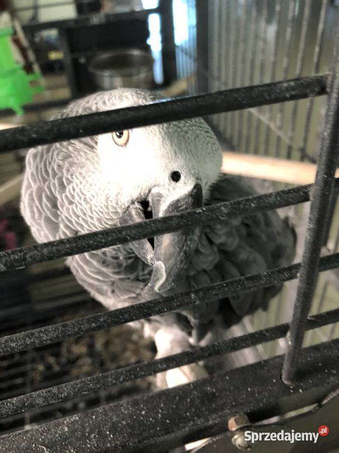 Papuga Żako Ptaki Bolesławiec
