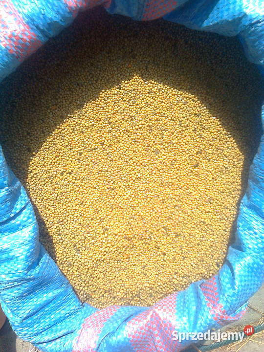 gorczyca mazowieckie Lipsko