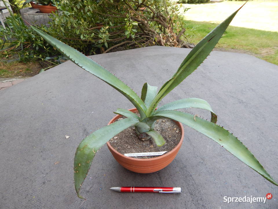 Żadka agawa kolekcjonerska z Meksyku Agave aurea Rośliny Kraków