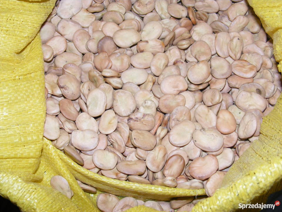 Nasiona bobu BIZON i BACHUS Żmigród