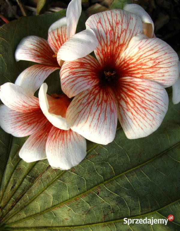 TUNG FORDA Aleurites fordii NASIONA 100g Lubanie sprzedam