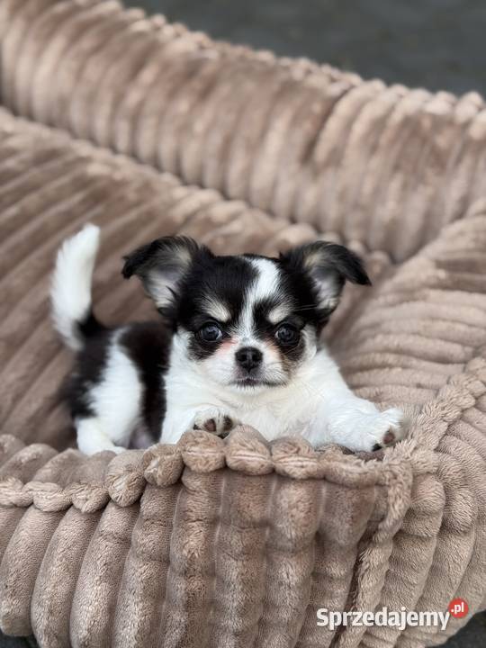 Chihuahua długowłosa ZKwP FCI Chihuahua Chihuahua Mysłowice