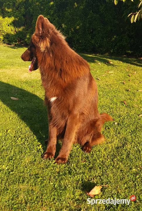 Owczarek niemiecki czekoladowy Świerklany