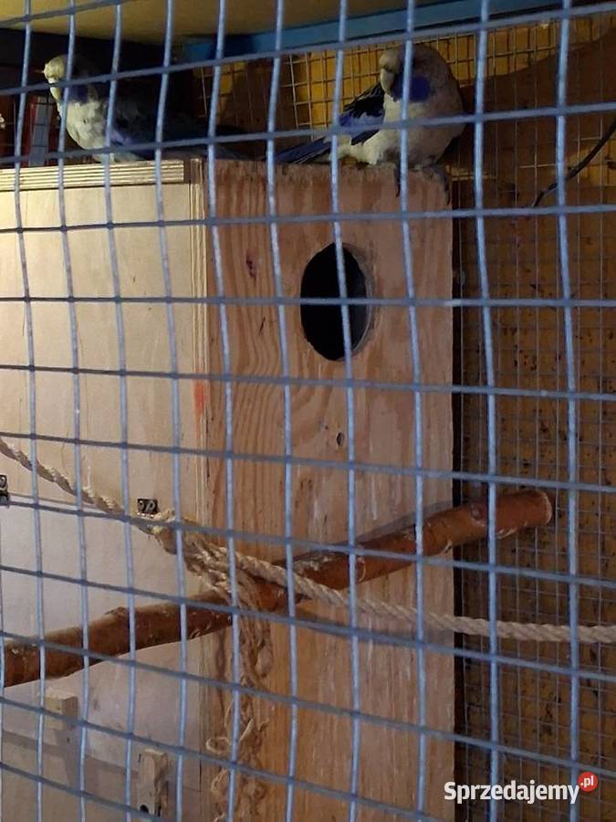 Sprzedam rozelle królewskie Włocławek